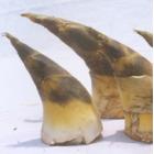 野生馬蹄筍