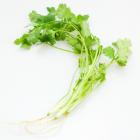 有機香菜 (簡裝)